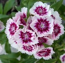 Maybe you would like to learn more about one of these? Dianthus Plumarius Dianthus White Pink Treetify In Plant Trees Save Planet Shop Online Plants Saplings Seed And All Greenery