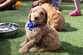 australian labradoodle sizes good day doodles