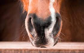 Que Nombre Le Has Puesto A Tu Caballo Aqui Te Decimos Unos Cuantos