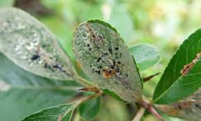 Image result for Phyllonorycter leucographellus