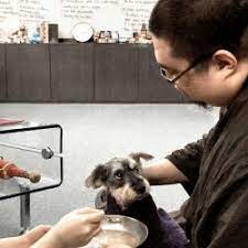 16 Things A Dog Can T Eat Tsem Rinpoche