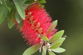 Check spelling or type a new query. My Bottlebrush Won T Bloom Tips For Getting Bottlebrush To Flower Bottlebrush Plant Shrubs Bottle Brush