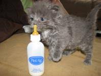 Bottle Feeding A Kitten Partnership For Animals Needing Transition