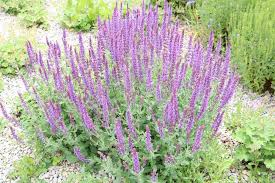Ziersalbei Salvia Nemorosa Mag Einen Sonnigen Standort Ziersalbei Pflanzen Gartensalbei