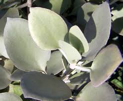 Fuzzy Kalanchoes Succulents Cacti And Succulents Planting Succulents