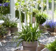 Image result for Agapanthus codii