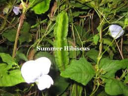 Image result for Psophocarpus grandiflorus