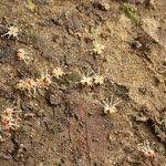 Image result for Lannea welwitschii