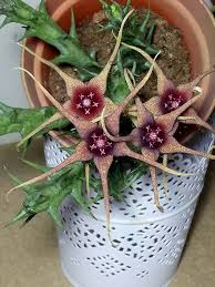 Image result for Orbea caudata