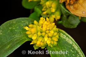 Image result for Flaveria trinervia