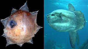 How Do Animals Look Like Their Parents? | Quizizz
