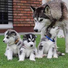 The mesmerizing blue eyes with the grey and white coat draw for a center. Siberian Husky Puppies For Sale Home Facebook