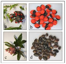 Image result for Ricin