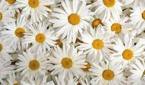 We did not find results for: 100 Types Of The Most Beautiful White Flowers For Your Garden Home And Gardens