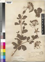 Image result for Heteromorpha stenophylla