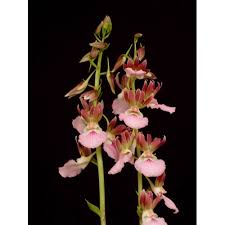 Image result for Eulophia hereroensis