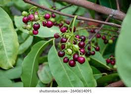 Image result for Syzygium cumini