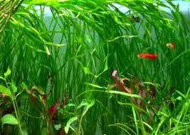Image result for Vallisneria spiralis