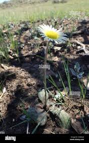 Image result for Haplocarpha scaposa