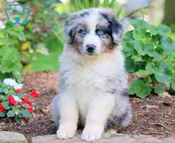 Freddy Australian Shepherd Puppy For Sale Keystone Puppies Australian Puppies Australian Shepherd Puppies Australian Shepherd Puppy