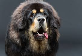 We did not find results for: 29 Fluffy Dog Breeds Big And Small Breeds Playbarkrun
