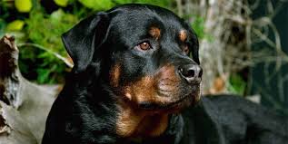 Rottweiler Kopek Cinsi Ozellikleri Karakteri Ve Bakimi Ajanimo
