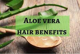 A) 2 tablespoon aloe vera gel b) 1 large potato. Benefits Of Aloe Vera For Hair How Does It Help Hair Growth The Urban Guide