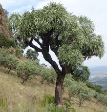 Image result for Cussonia corbisieri