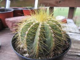 When you have a mini balloon column the height of one piece in the cactus base, cut the twine for this cactus we made 3 small flowers and 2 big ones. Parodia Magnifica Ball Cactus Balloon Cactus The Belmont Rooster