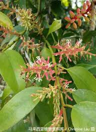 Image result for Helixanthera