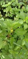 Image result for Corchorus olitorius