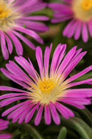 Image result for Delosperma mahonii