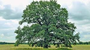 Hier wird gezeigt wie eine ulme verarbeitet wird zu staves (bogenbaurohling) und wie und was beim entrinden zu beachten ist. Der Baum Des Jahres 2019 Robert Dellwig Garten Landschaftsbau