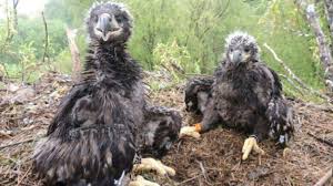Een prachtig gebied in flevoland. Zeearendjongen In Oostvaardersplassen Dood Na Val Uit Nest Nos