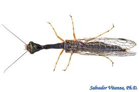 Image result for Raphidiocystis