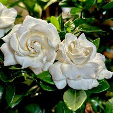 Image result for Gardenia cornuta