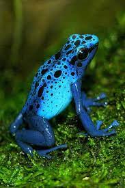 Animals of the tropical rainforest. Pin Di Animals