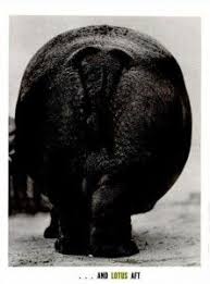 Some Circus Animals Are The Stars Of The Show Worthpoint Circus Animals Animals Star Show