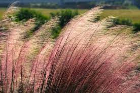 Maybe you would like to learn more about one of these? Pink Muhlygrass Plant Profile Sylvan Gardens Landscape