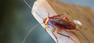 We both treat and prevent roach roaches are among the most common pests to infest homes, but the least talked about. 10 Random Facts About Cockroaches The Pest Control Blog