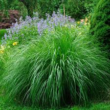Image result for Miscanthus sinensis