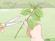 Image result for how long does it take to grow bougainvillea