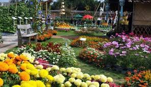 Selain memiliki bunga yang cantik, tanaman ini juga. Indahnya Hamparan Bunga Di Taman Begonia Lembang