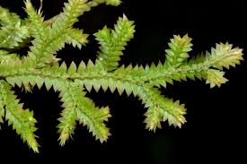 Image result for Selaginella mittenii