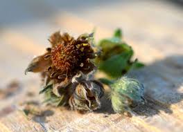 Image result for květopas jahodníkový