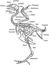 Image Result For Chicken Skeleton Chicken Anatomy Anatomy Bones Skeleton Anatomy