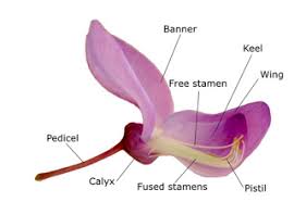 Maybe you would like to learn more about one of these? Mengenal Struktur Bunga Sempurna Dan Bagian Bagiannya Flower Structure Lupine Flowers Botanical Drawings
