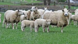 5 july 2021 national statistics historical statistics notices on the number of cattle, sheep and pigs slaughtered in the uk, 2021 5 Key Steps For Ewe And Lamb Management At Weaning Farmers Weekly