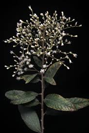 Image result for Vernonanthura polyanthes