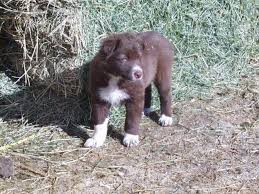 Dogs and puppies cats and kittens horses rabbits birds snakes. Border Collies For Sale Oregon